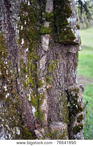Parasite Tree Removed