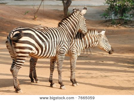 Zebra par