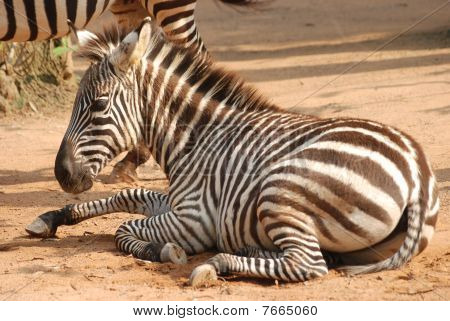 Zebra på jorden