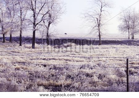 Trees with winter frost and ice