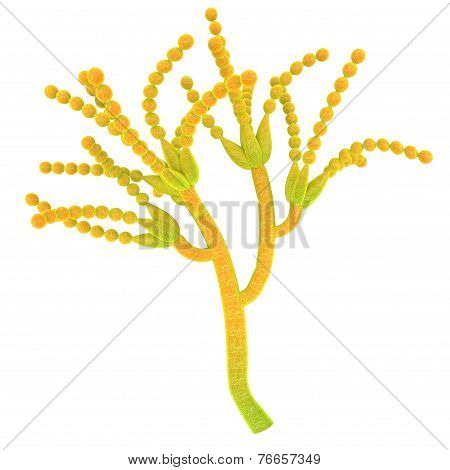 Conidia