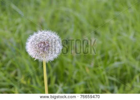 Dandelion