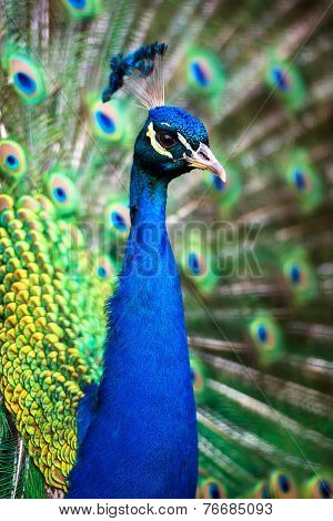 Peacock