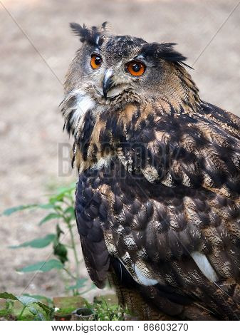 Owl