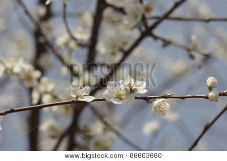 spring flowers