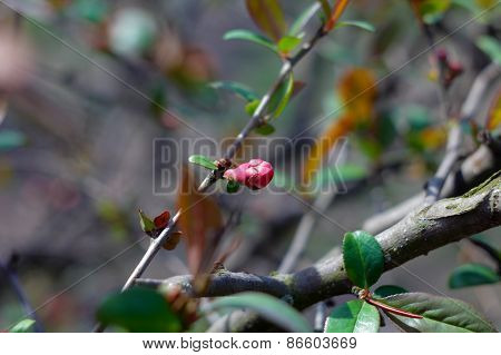 Spring Flowers