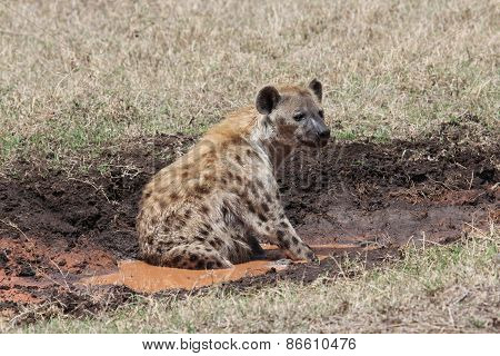 African hyena