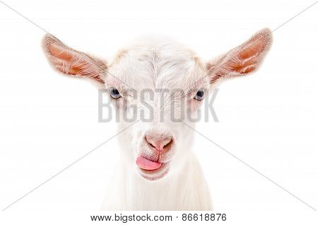 Portrait of a goat showing tongue
