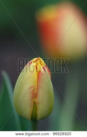 Yellow Red Tulip Bud