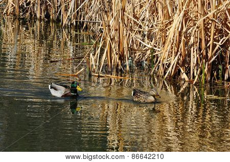 Pair of Mallard Ducks