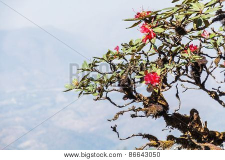 Rhododendron Arboreum Flower