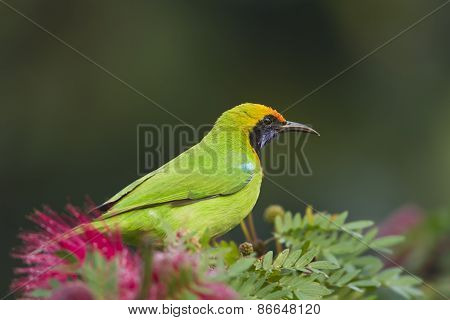 Golden-fronted Leafbird In Red Powder Puff Tree