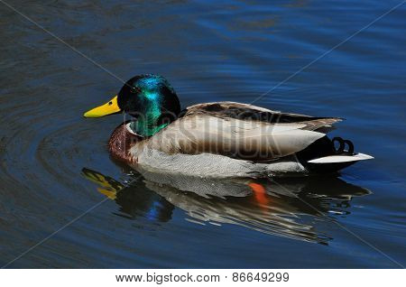 Mallard Duck: Drake