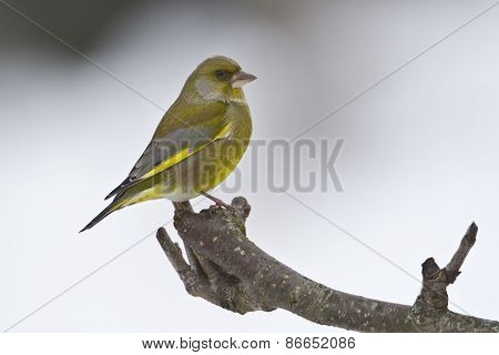 Carduelis chloris,  european greenfinch standing on a wooden branch, Vosges, France
