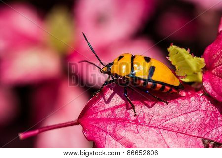 Jewel Bug On Pink Leaf