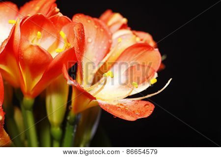 Clivia