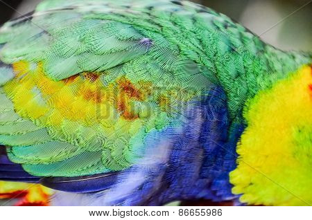 Parrot Tropical Bird