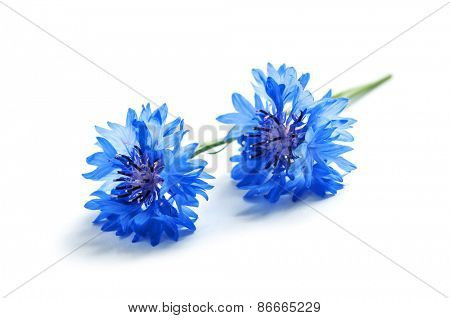 Kornblume isolated on white background