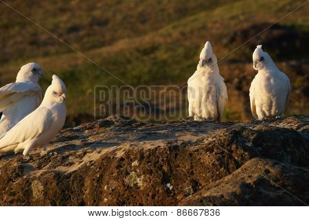 Cockatoo's sitting on large rock.