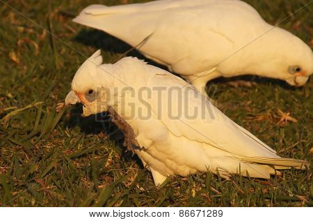 Little corella with an open beak.