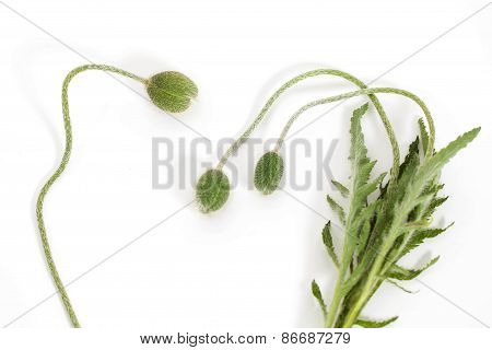 Poppy flowers buds isolated on white background