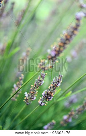 lavender in the garden