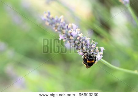 lavender in the garden