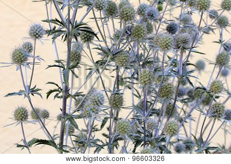 Eryngium planum