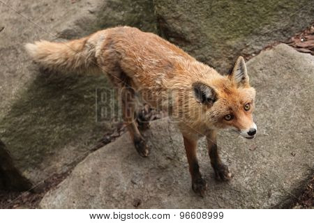 Red fox (Vulpes vulpes). Wild life animal. 