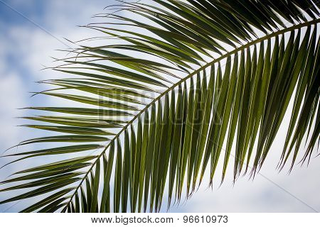 Leaves of a palm tree