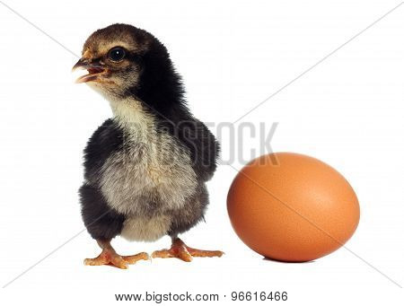 Black Chicken With Broken Egg On White Background