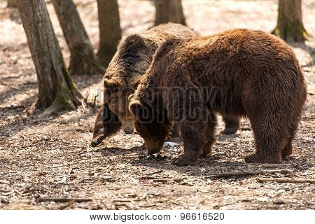 Brown Bears