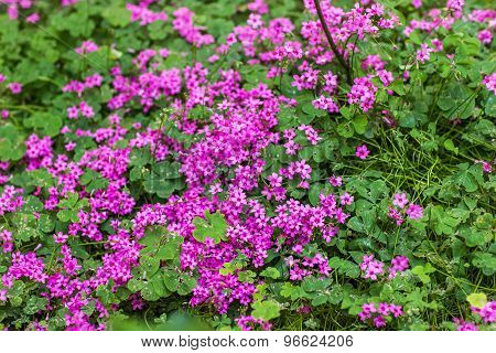 pink flowers on the Mediterranean coast