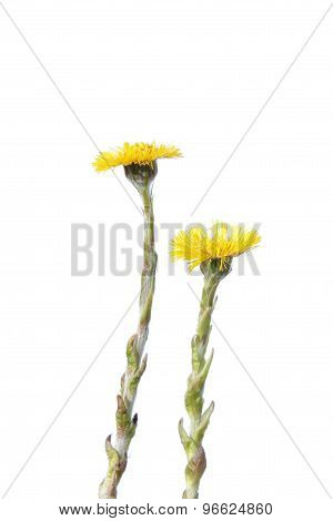 Yellow flowers of Coltsfoot isolated on white