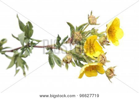 Branch of Shrubby cinquefoil isolated on white