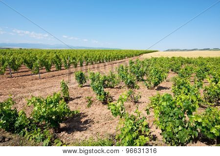 Vineyard in La Rioja, Spain.
