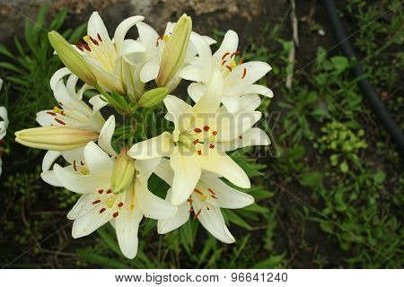 Flower Lily