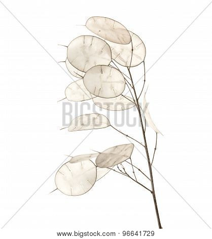 Lunaria Annua, Silver Dollar Plant