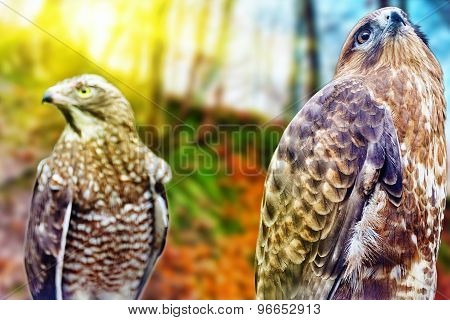 Saker falcon