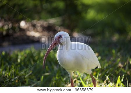 American White Ibis (Eudocimus albus) in search of food
