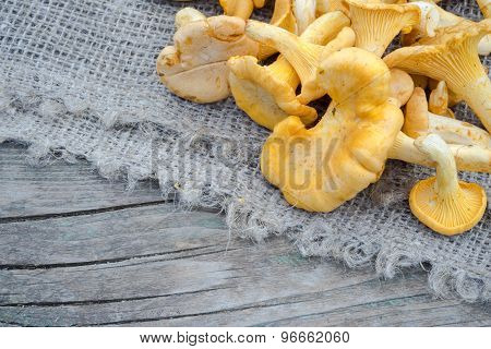Cantharellus Cibarius, Commonly Known As The Chanterelle, Golden Chanterelle Or Girolle, Is A Fungus