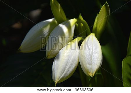 Crinum asiaticum splendens Crinum lily