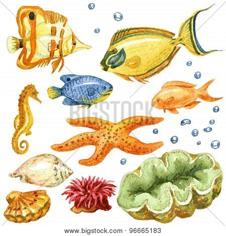 Marine Life