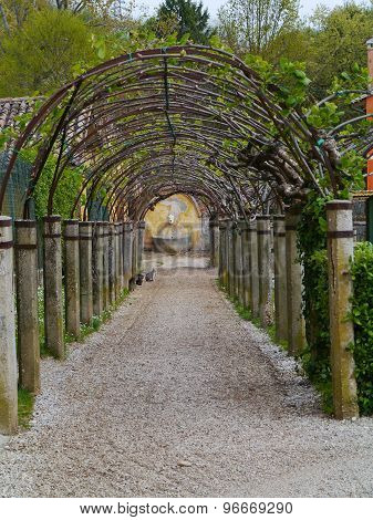 A natural  arcade in a park in spring