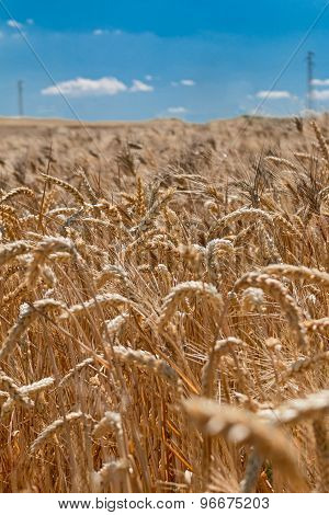wheat field