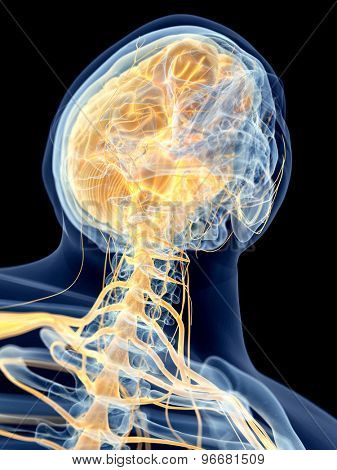 medically accurate illustration of the cervical nerves