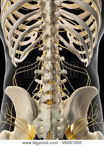 medically accurate illustration of the abdominal nerves