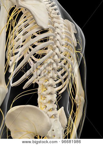 medically accurate illustration of the back nerves