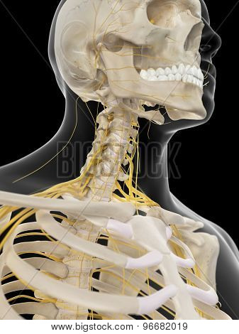 medically accurate illustration of the cervical nerves