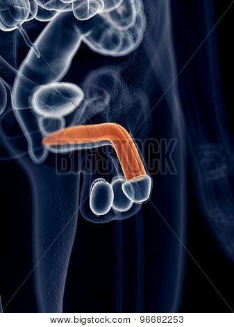 medically accurate illustration of the corpus cavernosum